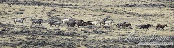 Colorful horses