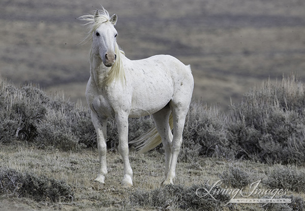 The lonely grey stallion