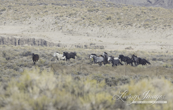 Stunning horses run into the trap