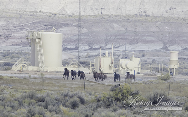 Horses running in front the of the gas pad