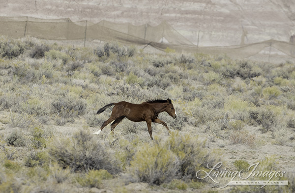 The foal brings up the rear