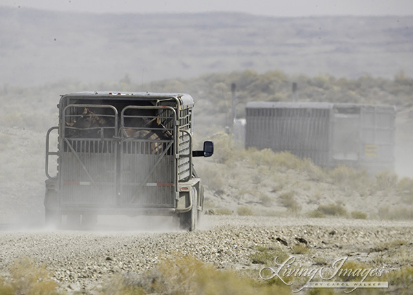 Driving away with the horses