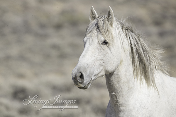 A bachelor stallion who got away