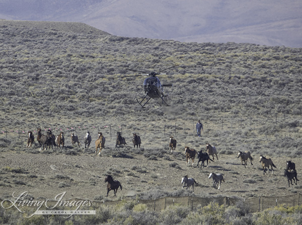 Big groups of horses coming in