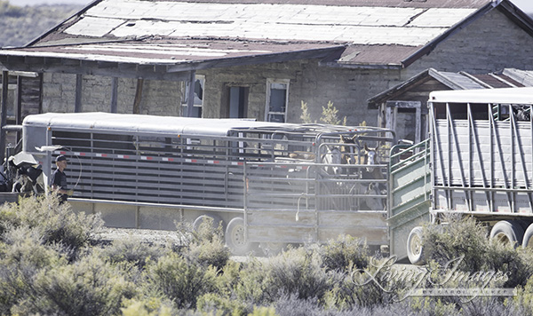 Horses waiting to be loaded into the semi and shipped out