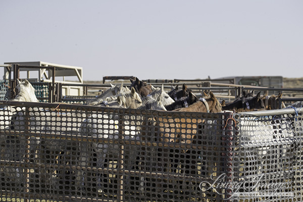 The mares with radio collars - they would be released