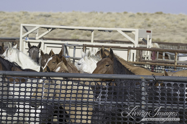 Mares in the temporary corrals