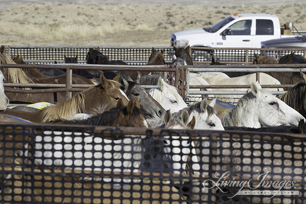 Mares in the pens