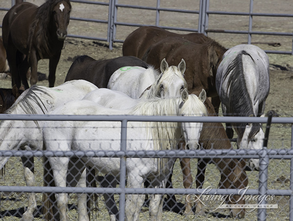Older mares at Rock Springs corrals