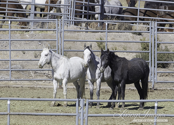 Three older mares