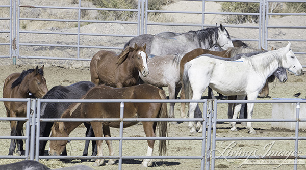 Mares at Rock Springs