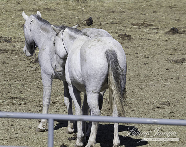 Two older mares