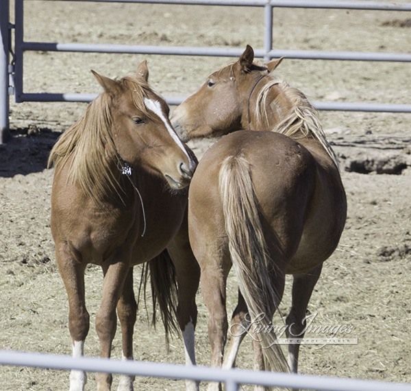 Two mares doing mutual grooming