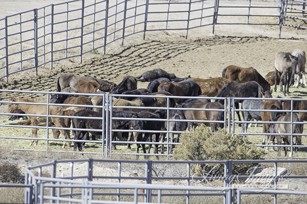 Foals eating hay