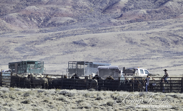 Horse trailers to transport the horses