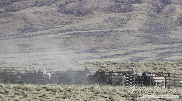 Dust rises from the helicopter and the horses