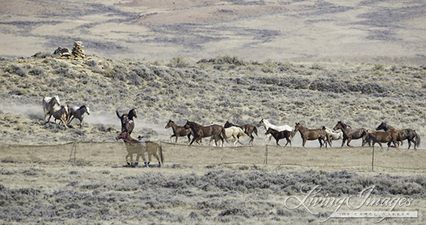 The Judas horse being led out to lead the horses into the trap