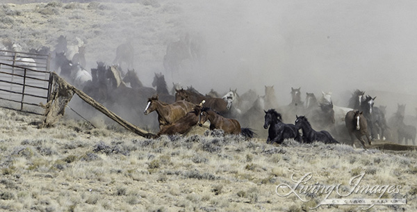 The sorrel foal in front falls down