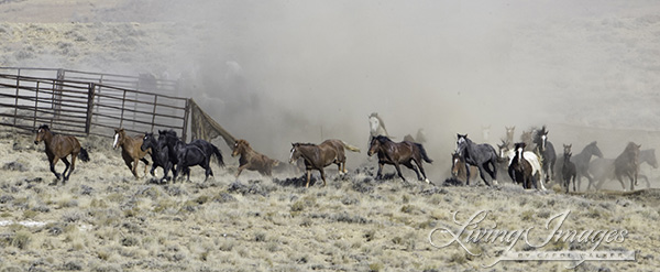 The foal gets back up and runs with the rest of the horses