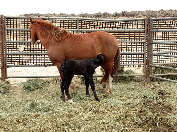 Curly mare and foal reunited at temporary holding, photo courtesy of Jason Lutterman