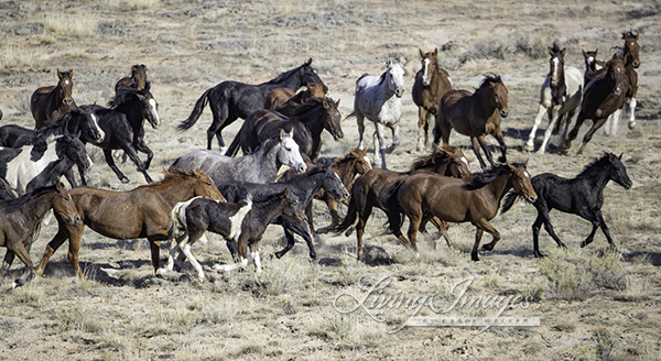 Day 2 of the Fifteenmile Wild Horse Roundup in Wyoming - Wild Horse Freedom  Federation