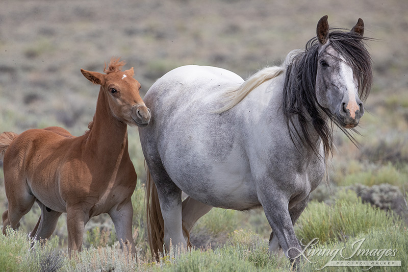 Young mare Thalia and foal
