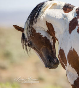 A Tribute to Picasso, Iconic Wild Stallion of Sand Wash Basin - Wild ...