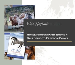 horse photography and galloping to freedom books