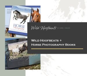 wild hoofbeats and horse photography