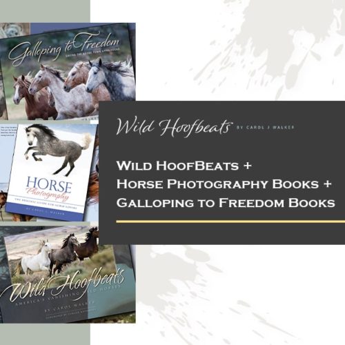 wild hoofbeats horse photography and freedom books