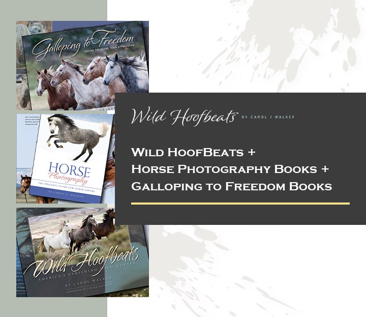wild hoofbeats horse photography and freedom books