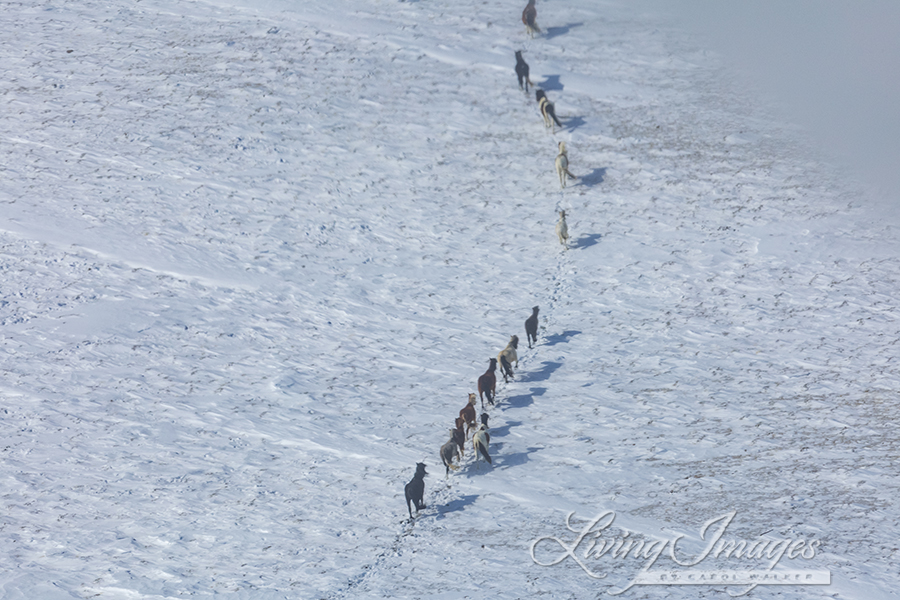 Freedom for Wild Horses with Carol J. Walker | Flying Over An Ocean of Snow