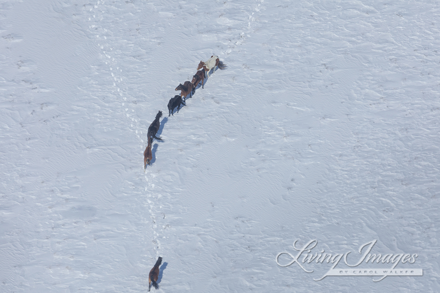 Freedom for Wild Horses with Carol J. Walker | Flying Over An Ocean of Snow