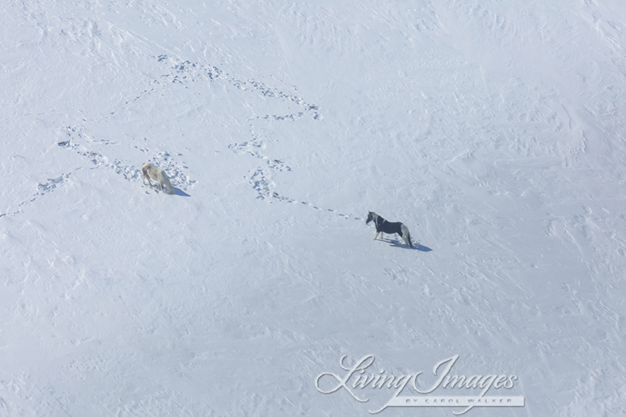 Freedom for Wild Horses with Carol J. Walker | Flying Over An Ocean of Snow