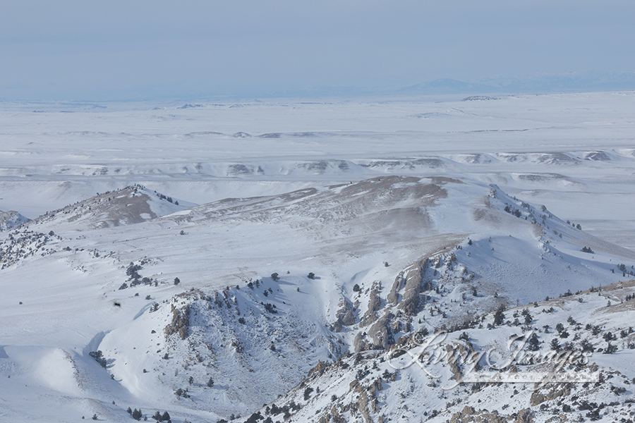 Freedom for Wild Horses with Carol J. Walker | Flying Over An Ocean of Snow