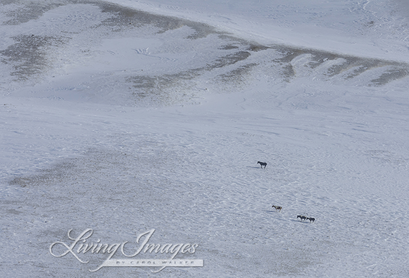 Freedom for Wild Horses with Carol J. Walker | Flying Over An Ocean of Snow