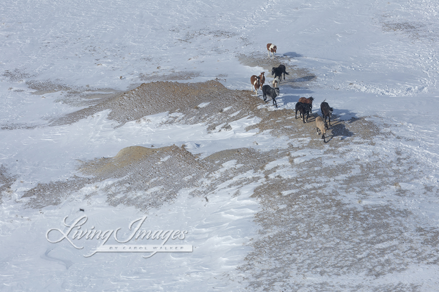 Freedom for Wild Horses with Carol J. Walker | Flying Over An Ocean of Snow