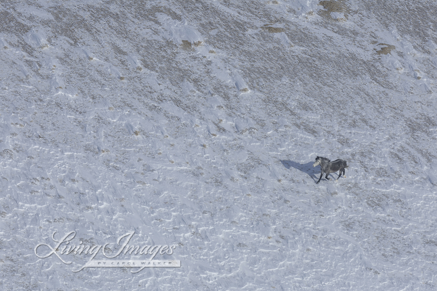 Freedom for Wild Horses with Carol J. Walker | Flying Over An Ocean of Snow