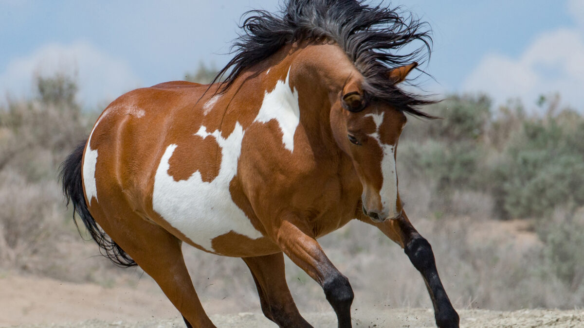 Freedom for Wild Horses with Carol J. Walker | Wild Horses at Risk of Extinction