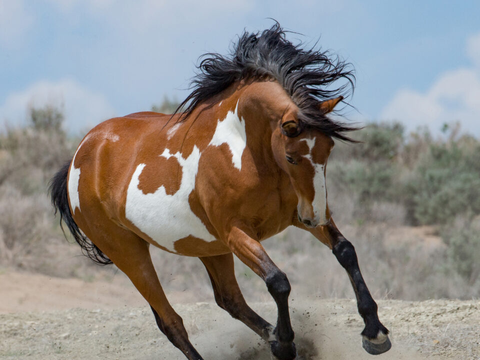 Freedom for Wild Horses with Carol J. Walker | Wild Horses at Risk of Extinction