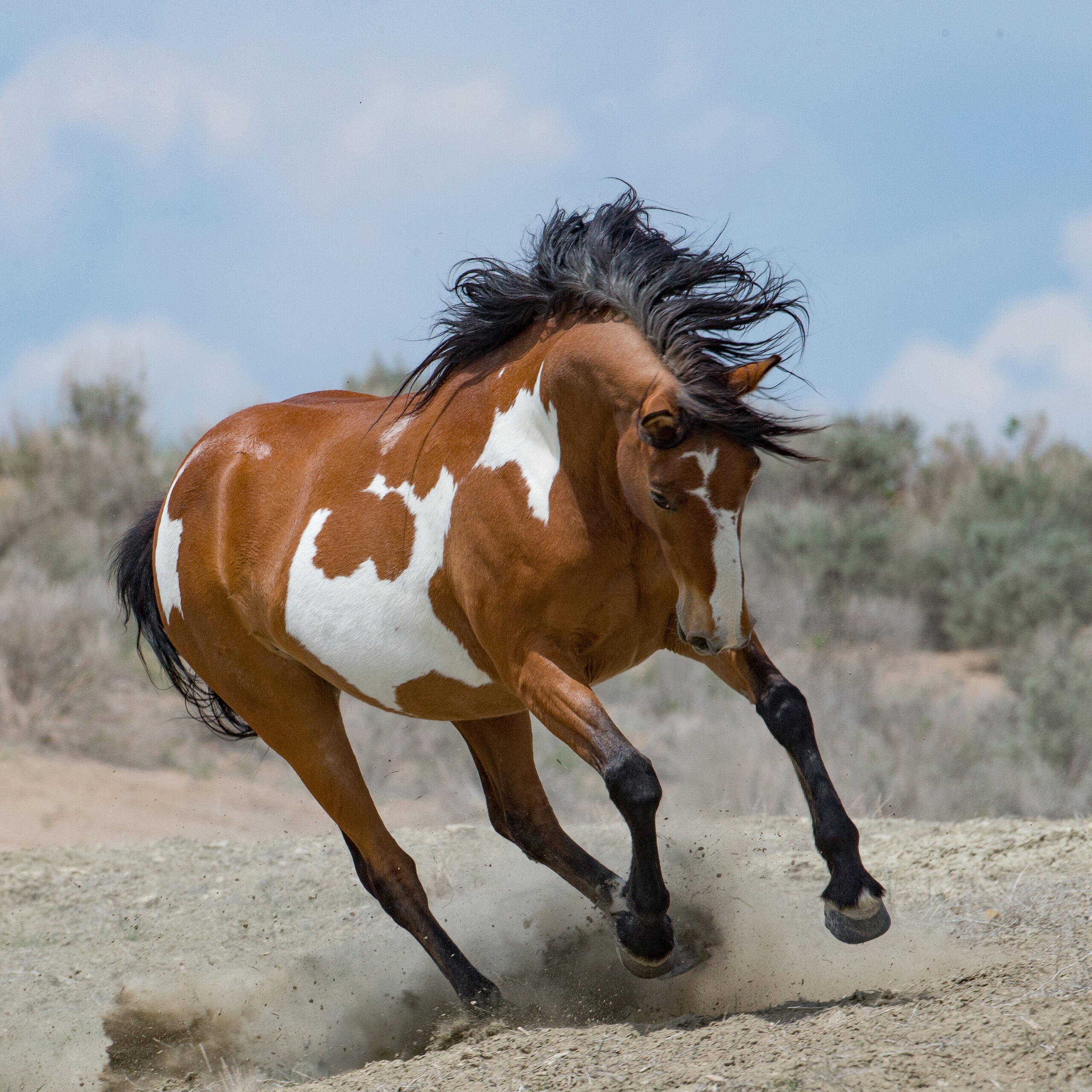 Freedom for Wild Horses with Carol J. Walker | Wild Horses at Risk of Extinction