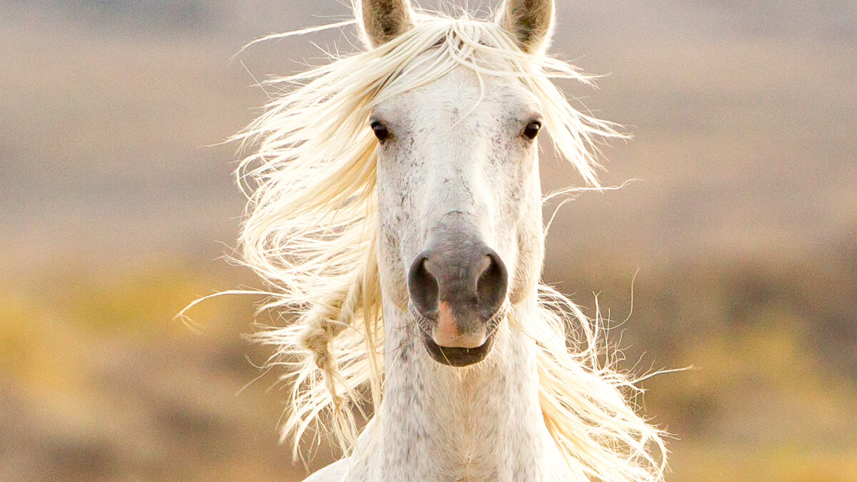 Freedom for Wild Horses with Carol J. Walker | Discovering Wild Horses