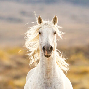 Freedom for Wild Horses with Carol J. Walker | Discovering Wild Horses