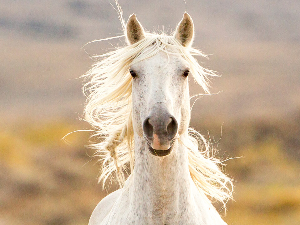 Freedom for Wild Horses with Carol J. Walker | Discovering Wild Horses