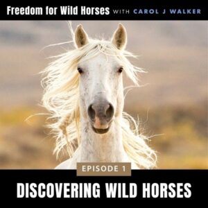 Freedom for Wild Horses with Carol J. Walker | Discovering Wild Horses