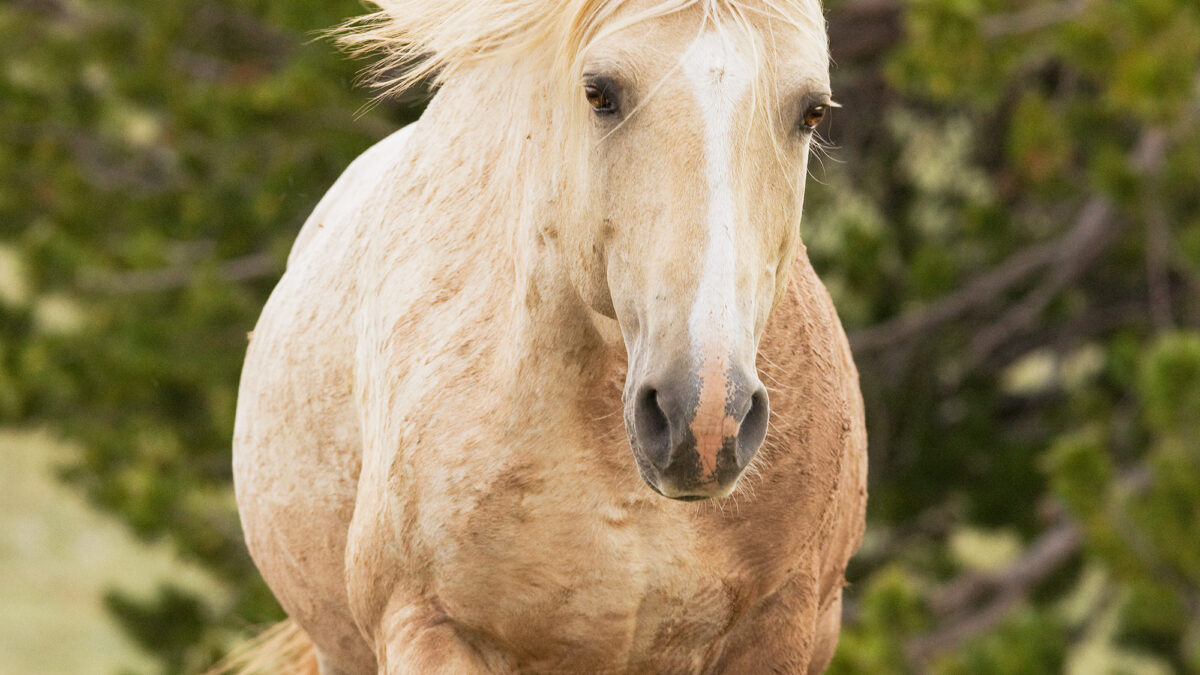 Freedom for Wild Horses with Carol J. Walker | The Pryor Mountain Herd: Interview with Ginger Kathrens