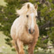 Freedom for Wild Horses with Carol J. Walker | The Pryor Mountain Herd: Interview with Ginger Kathrens