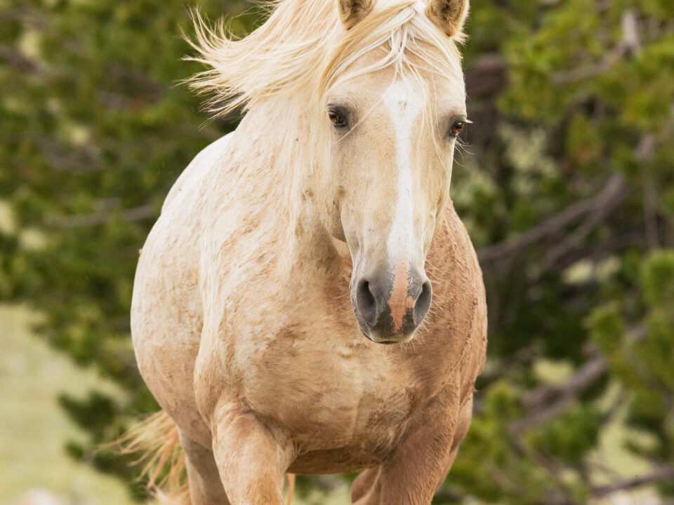 Freedom for Wild Horses with Carol J. Walker | The Pryor Mountain Herd: Interview with Ginger Kathrens