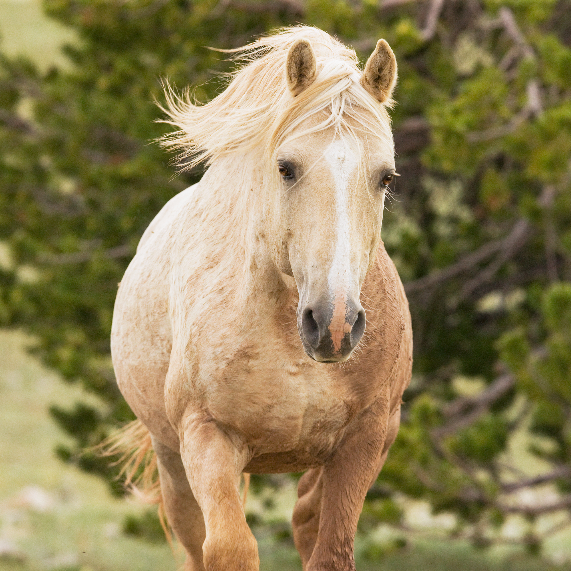 Freedom for Wild Horses with Carol J. Walker | The Pryor Mountain Herd: Interview with Ginger Kathrens