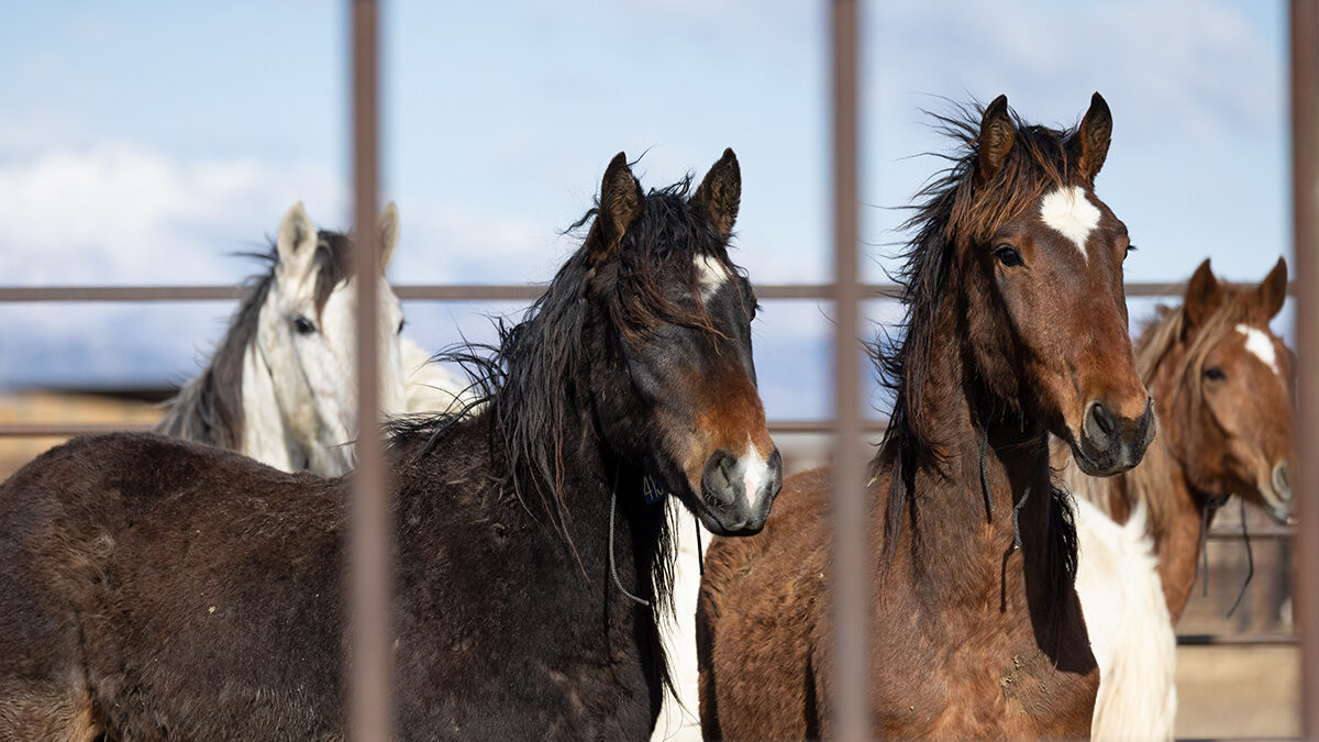 Freedom for Wild Horses with Carol J. Walker | Wild Horse Holding Facilities